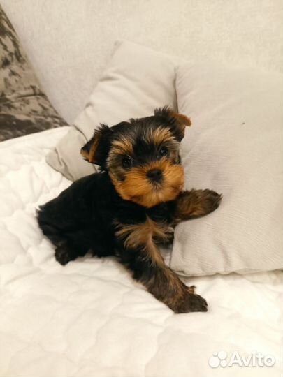 Девочка йорочка