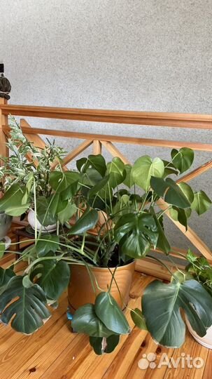 Монстера прекрасная