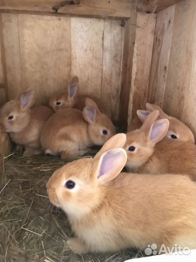 Кролики бургундские