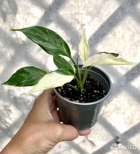 Спатифиллум Домино