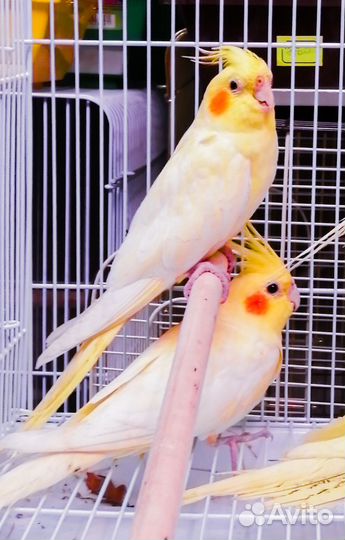Попугай корелла птенцы малыши