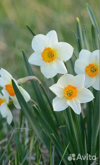 Многолетние цветы для сада