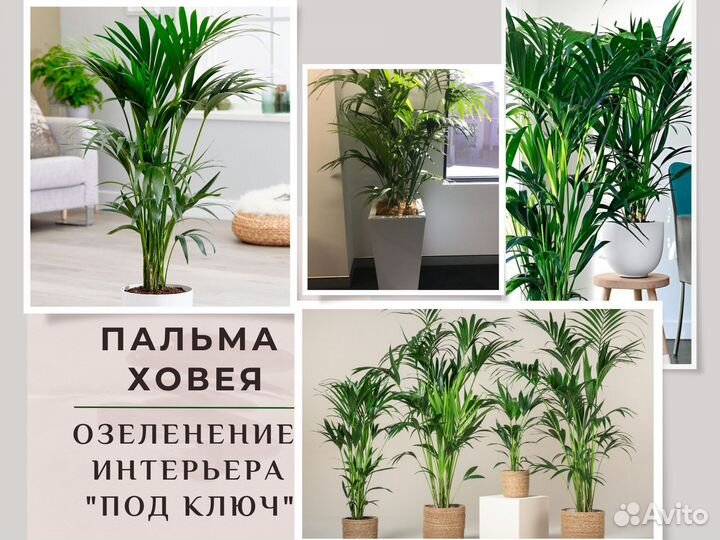 Пальма Ховея / растения для офиса