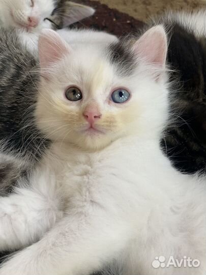 Котята в ответственные, добрые руки