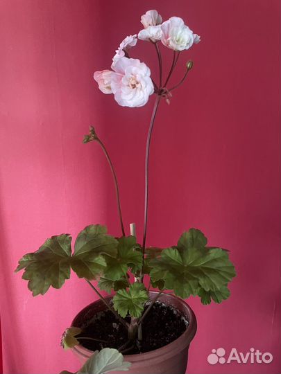 Пеларгония герань