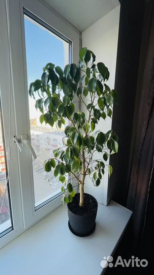 Фикус бенджамина