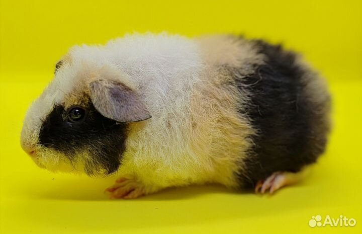 Морские свинки Американский тедди