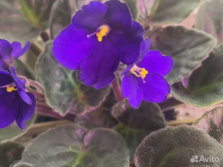 Фиалка Узамбарская (Сенполия) сортовая