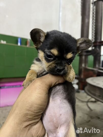 Собака в добрые руки отдам бесплатно