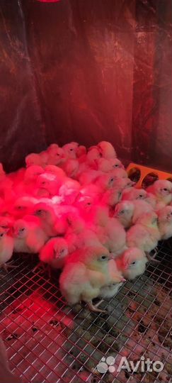 Цыплята бройлеры росс 308