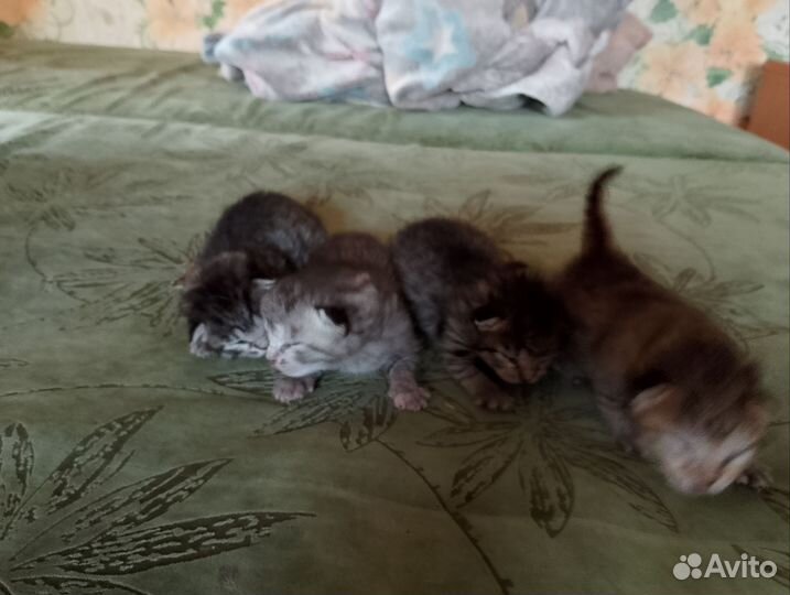 Котята от сфинска