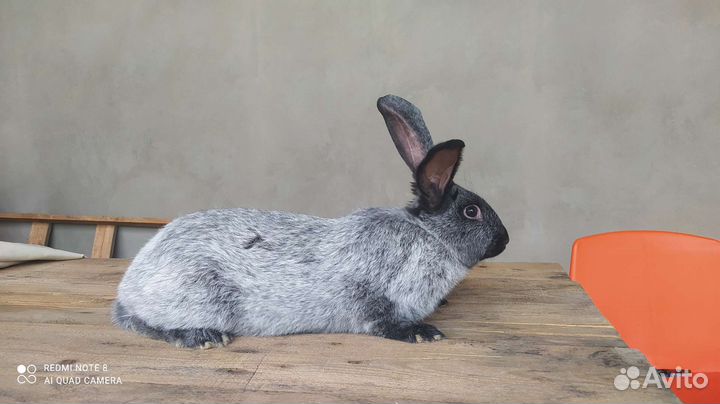 Кролики полтавское серебро