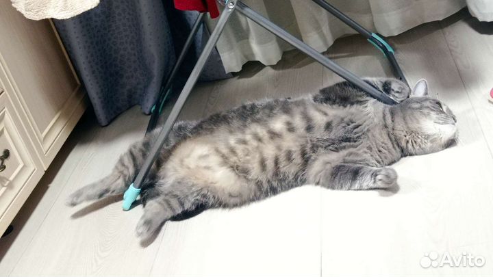 Передержка кошек