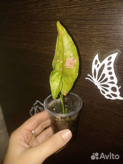 Сингониум пинк сплеш