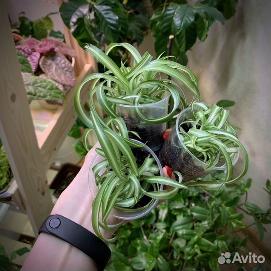 Обмен Хлорофитум Бонни (кудрявый, хохлатый)