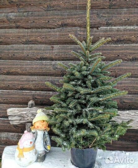 Туя, ель на участок