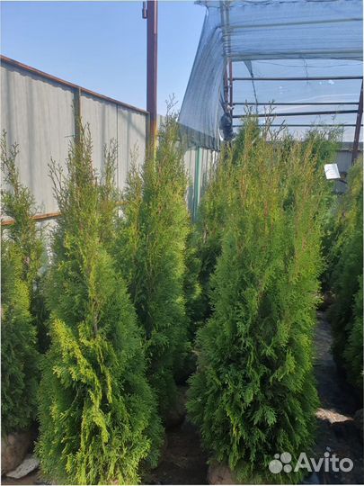 Кедр Туя западная Smaragd 120140 см Брабант