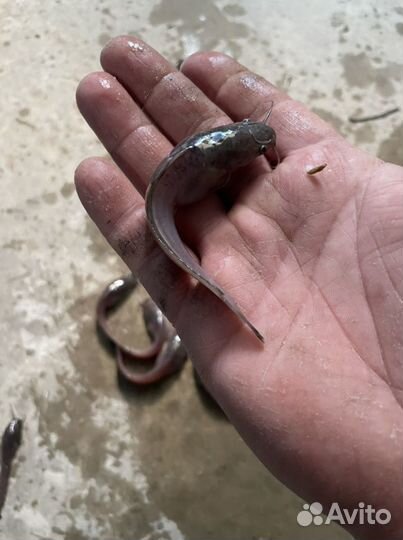 Африканский сом