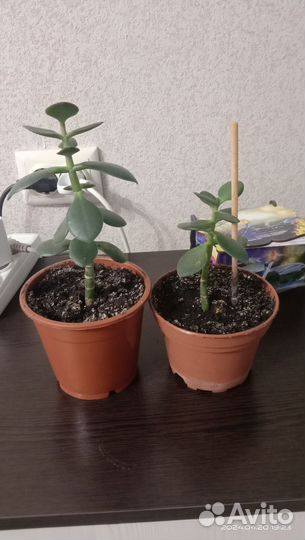 Толстянка денежное дерево