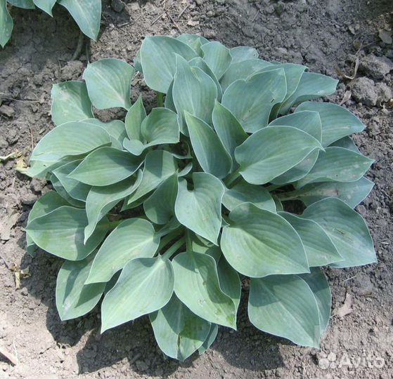 Коллекционные хосты