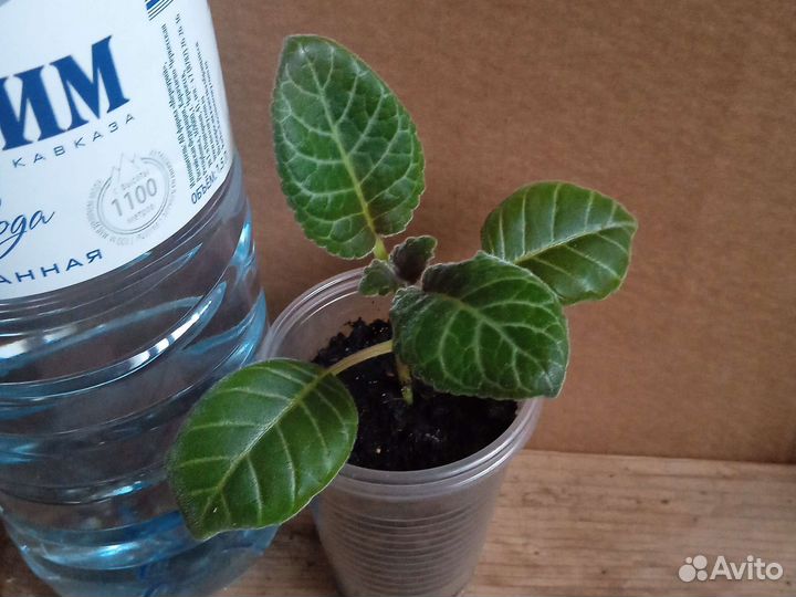 Глоксиния и другое