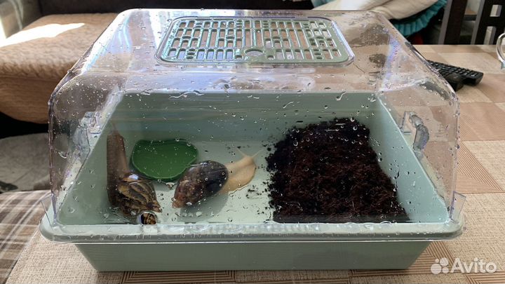 Улитки ахатины