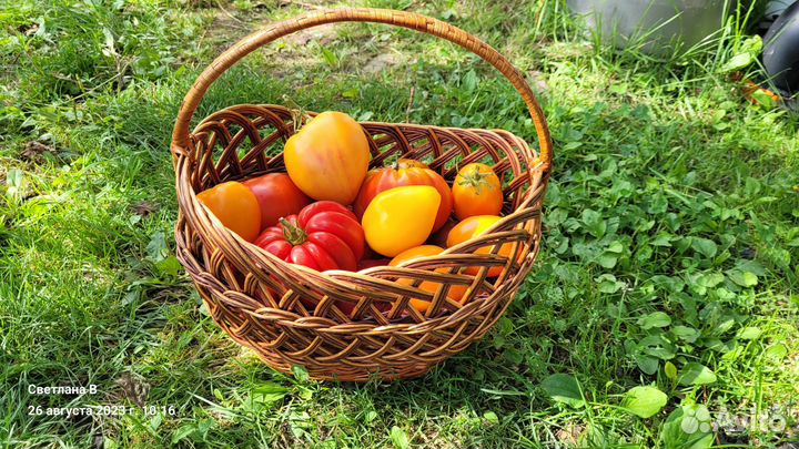 Семена коллекционных томатов