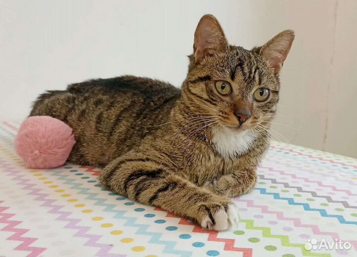 Котик Карасик ищет дом