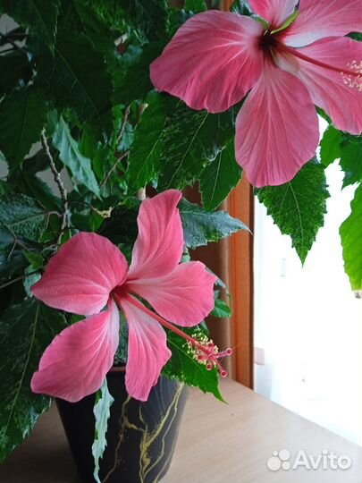 Гибискус китайская роза