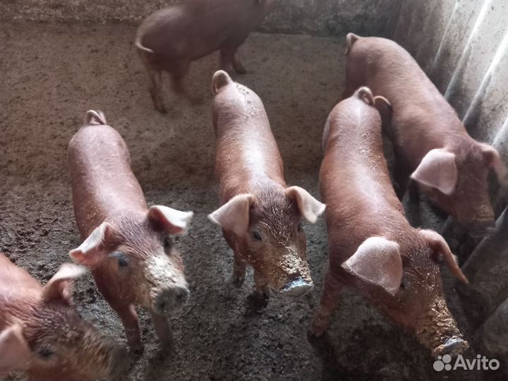 Поросята дюрок