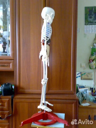Коллекция Собери и познай человеческое тело Скилет