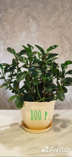 Комнатные растения