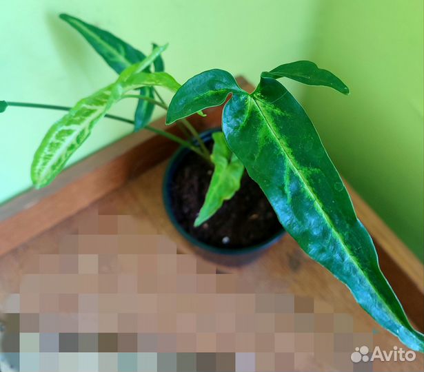 Сингониум ушковатый