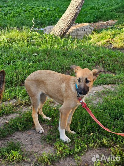 Щенок девочка