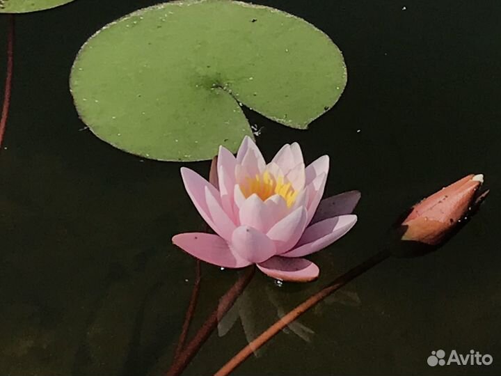 Растения для водоемов-редкие сорта кувшинок.лотосы