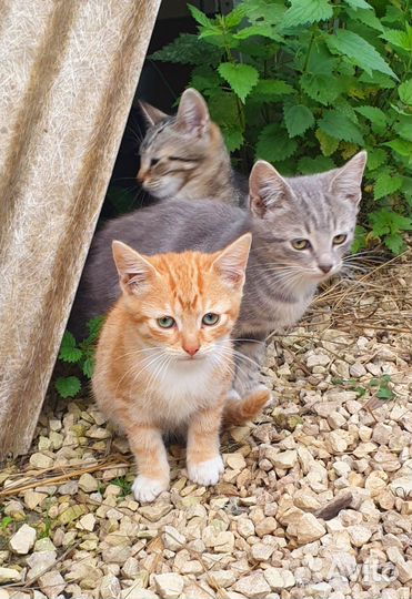 Котята ищут дом