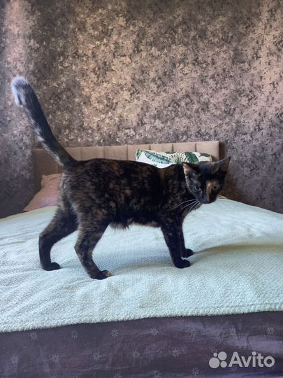 Отдам в добрые руки