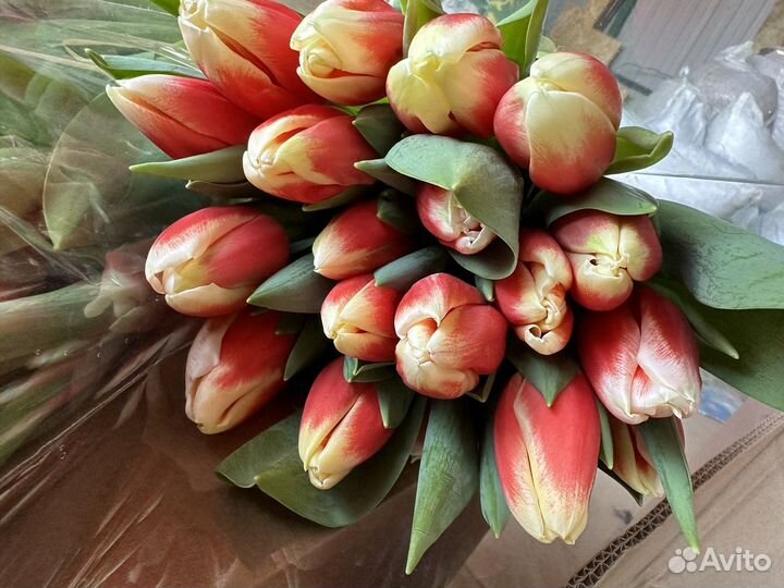 Тюльпаны к 8 марта