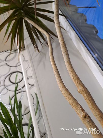 Драцена пальма маргината