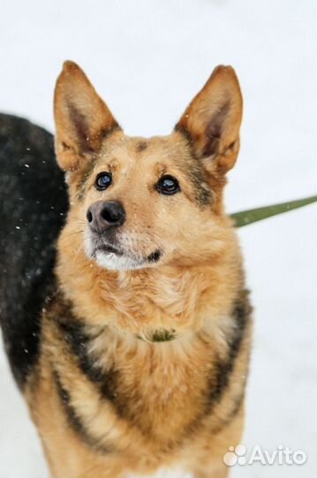 Рыжая красавца-собака Айка ищет семью