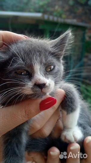 Кошка в дар бесплатно