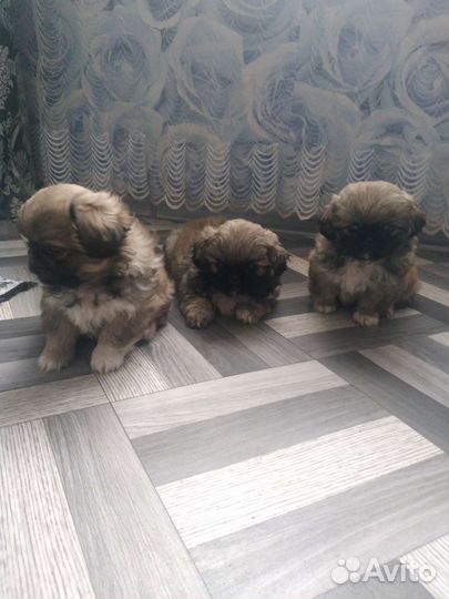 Щенки пекинеса