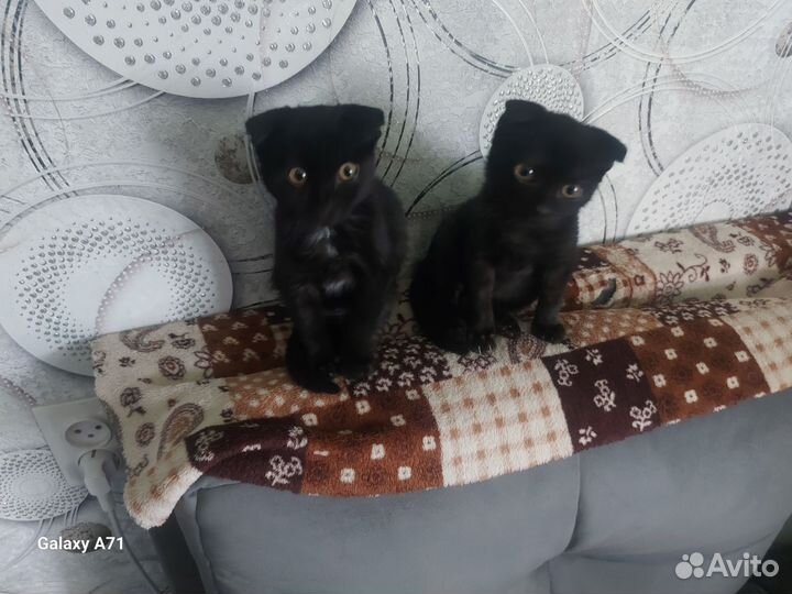 Отдам вислоухих котят
