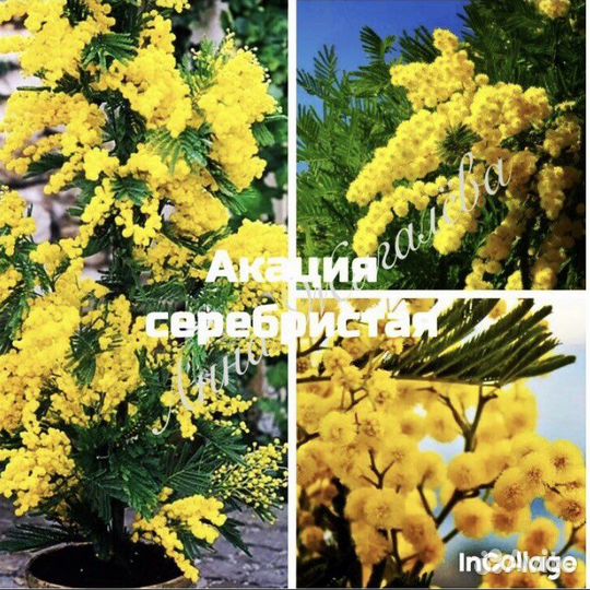Акация серебристая - семена