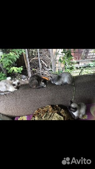 Кошки в добрые руки