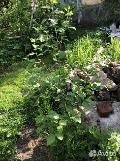 Боярышник с крупными ягодами