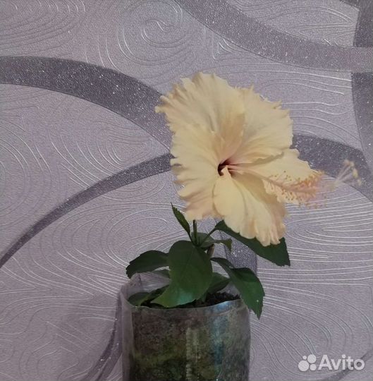 Гибискус китайская роза