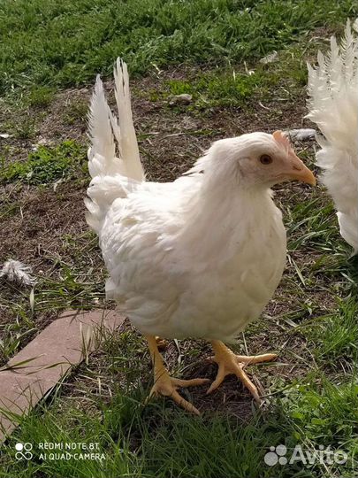 Куры молодки