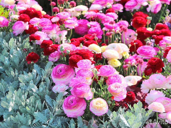 Ранункулюс лютик луковички (Нидерланды)