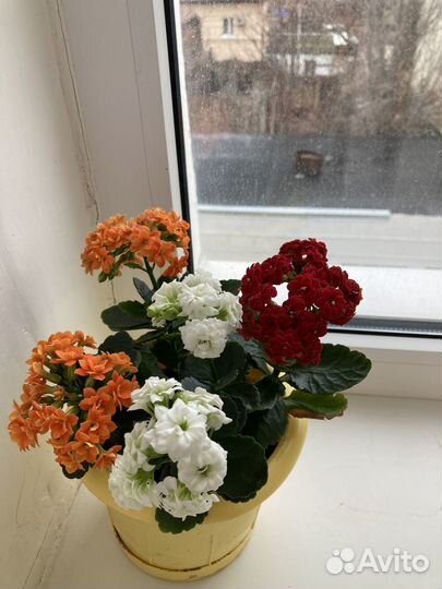 Каланхоэ цветущее